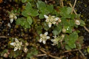 David Plant Photography - Wildlife Photography - Starry saxifrage - F