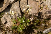 David Plant Photography - Wildlife Photography - Starry saxifrage - G