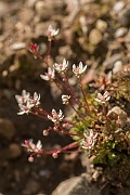David Plant Photography - Wildlife Photography - Starry saxifrage - H