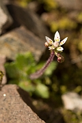 David Plant Photography - Wildlife Photography - Starry saxifrage - I