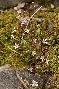 David Plant Photography - Wildlife Photography - Starry saxifrage - J