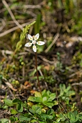 David Plant Photography - Wildlife Photography - Starry saxifrage - L