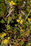 David Plant Photography - Wildlife Photography - Yellow saxifrage - E
