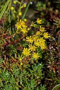 David Plant Photography - Wildlife Photography - Yellow saxifrage - F