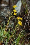 David Plant Photography - Wildlife Photography - Yellow saxifrage - G