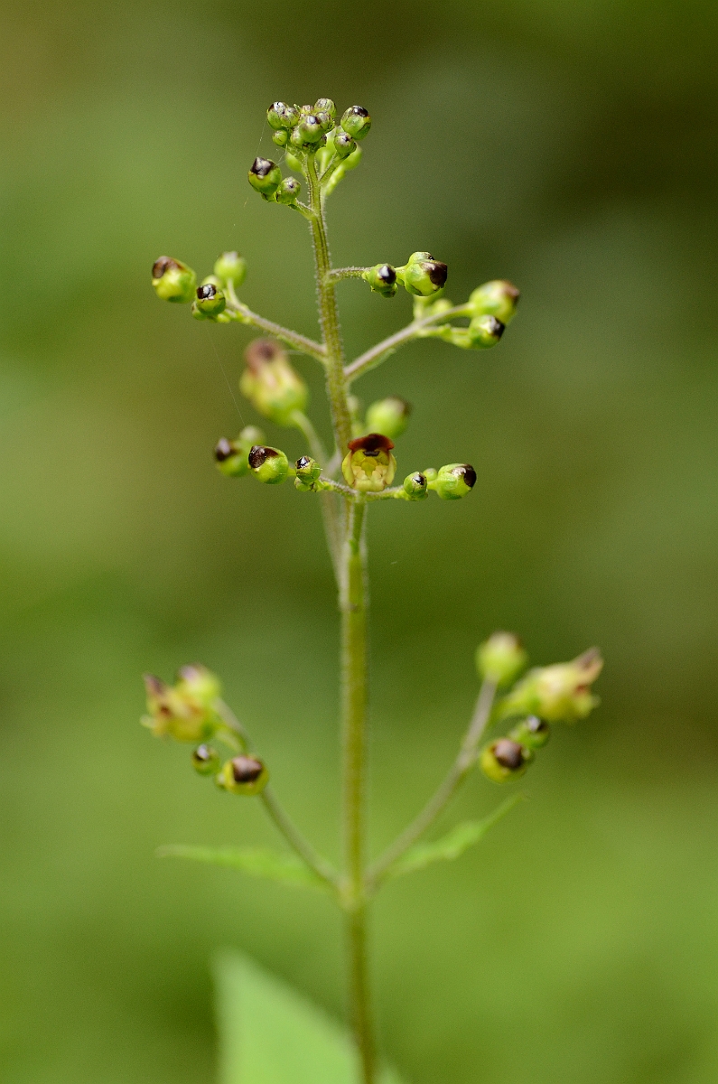 David Plant Photography - Wildlife Photography - Common figwort - A.jpg - Common figwort - Buckinghamshire