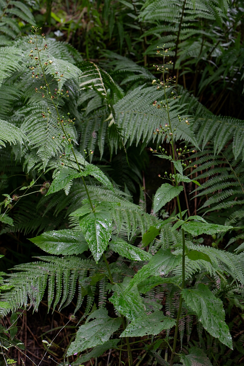 David Plant Photography - Wildlife Photography - Common figwort - B.jpg - Common figwort, plant - Perthshire