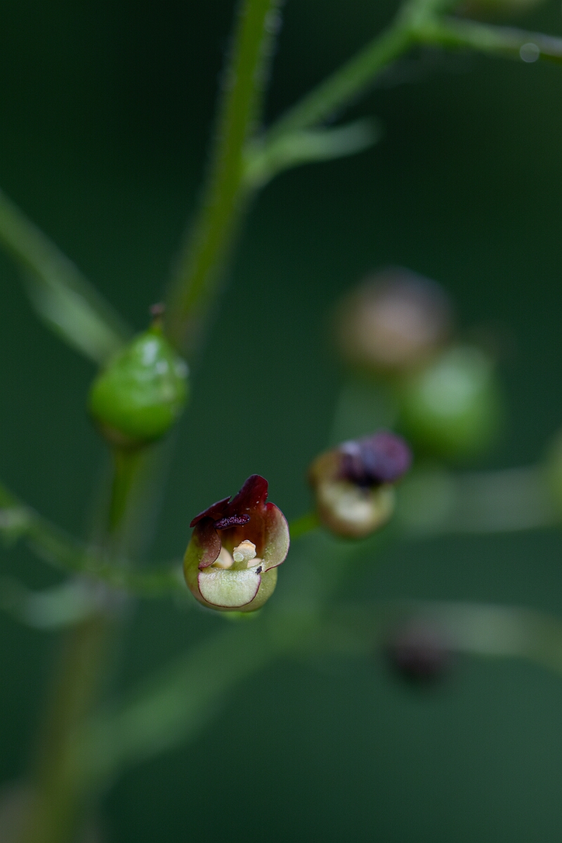 David Plant Photography - Wildlife Photography - Common figwort - C.jpg - Common figwort, flower - Perthshire