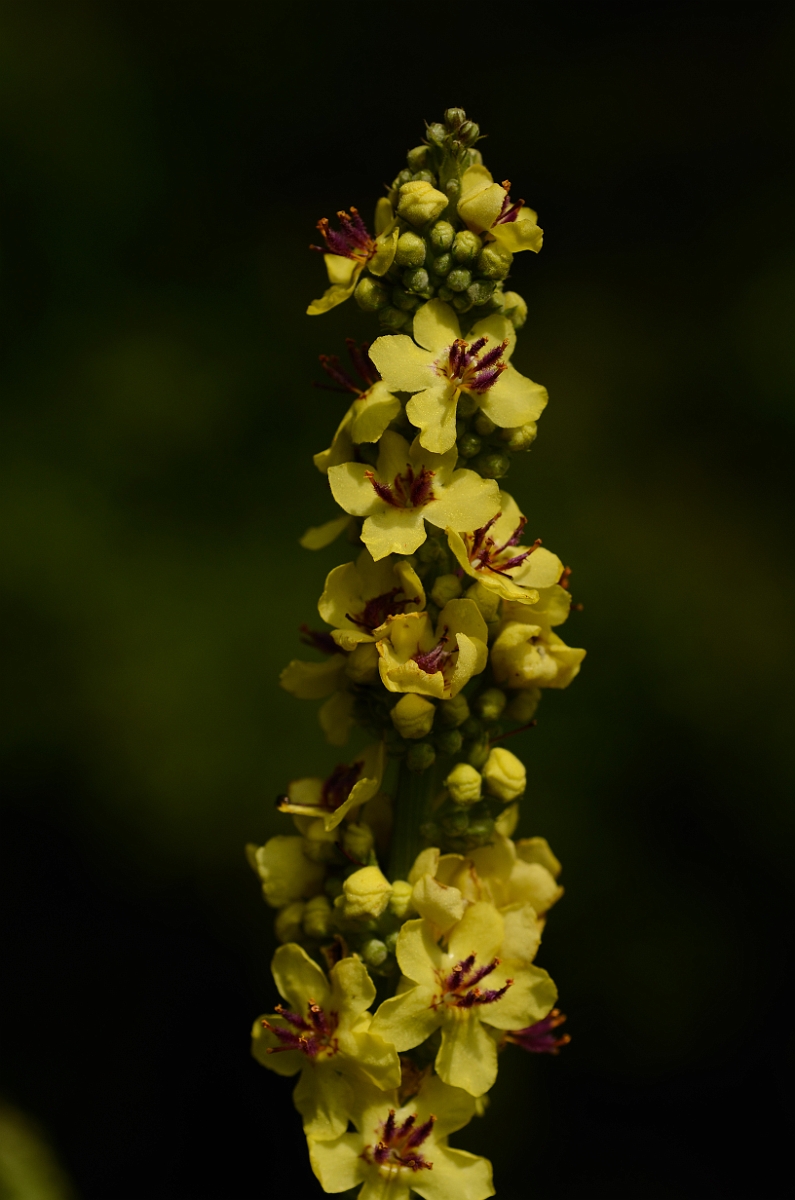 David Plant Photography - Wildlife Photography - Dark mullein - A.jpg - Dark mullein - Suffolk