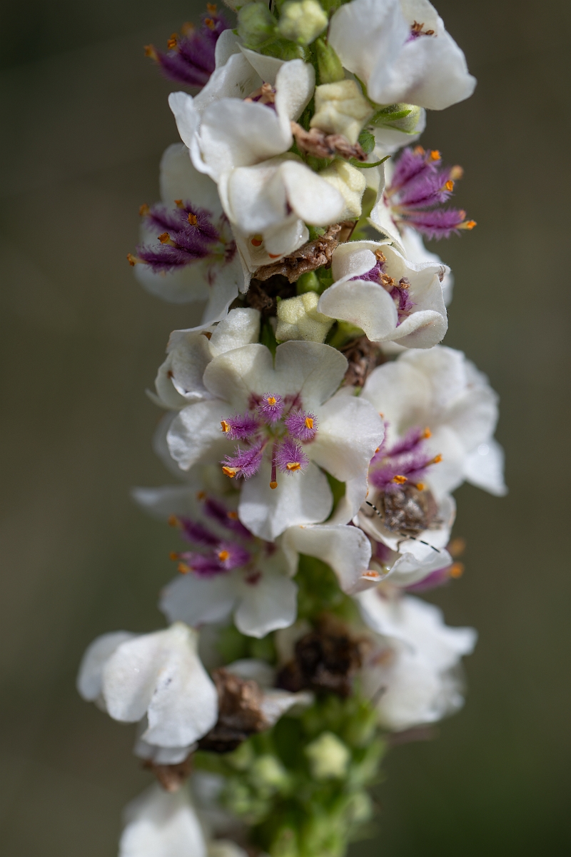 David Plant Photography - Wildlife Photography - Dark mullein - B.jpg - Dark mullein - Suffolk