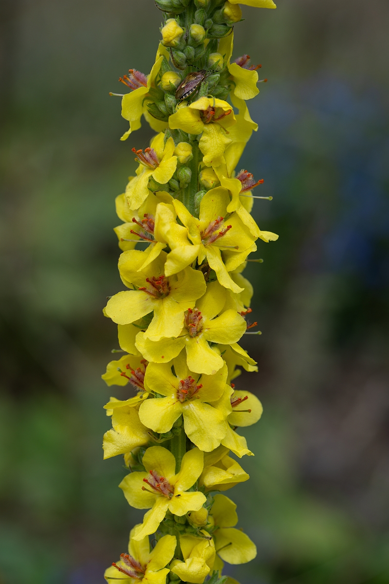 David Plant Photography - Wildlife Photography - Dark mullein - E.jpg - Dark mullein - Suffolk