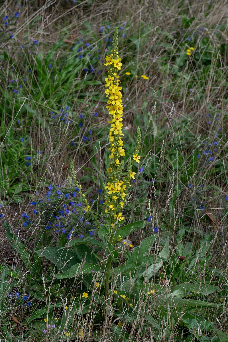 David Plant Photography - Wildlife Photography - Dark mullein - F.jpg - Dark mullein - Suffolk