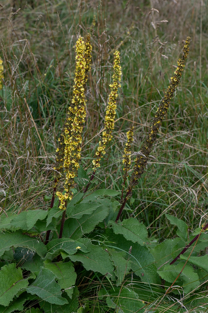 David Plant Photography - Wildlife Photography - Dark mullein - H.jpg - Dark mullein - Suffolk