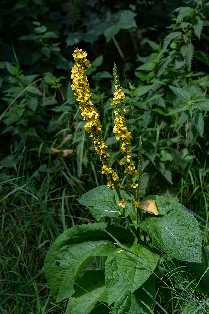 David Plant Photography - Wildlife Photography - Dark mullein - I.jpg - Dark mullein - Suffolk