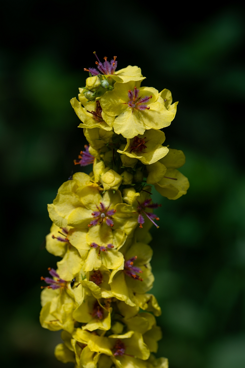 David Plant Photography - Wildlife Photography - Dark mullein - J.jpg - Dark mullein - Suffolk