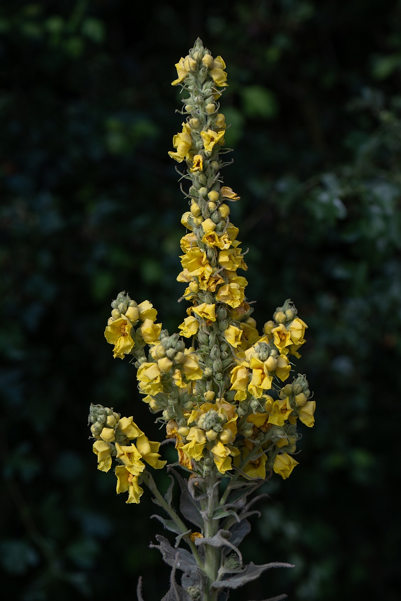 David Plant Photography - Wildlife Photography - Great mullein - B.jpg - Great mullein - Cambridgeshire
