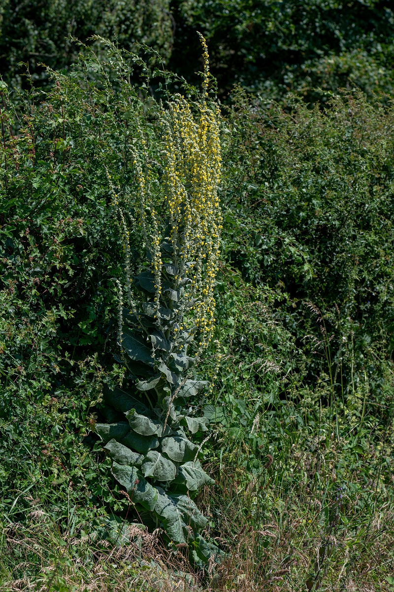 David Plant Photography - Wildlife Photography - Hoary mullein - A.jpg - Hoary mullein - Norfolk