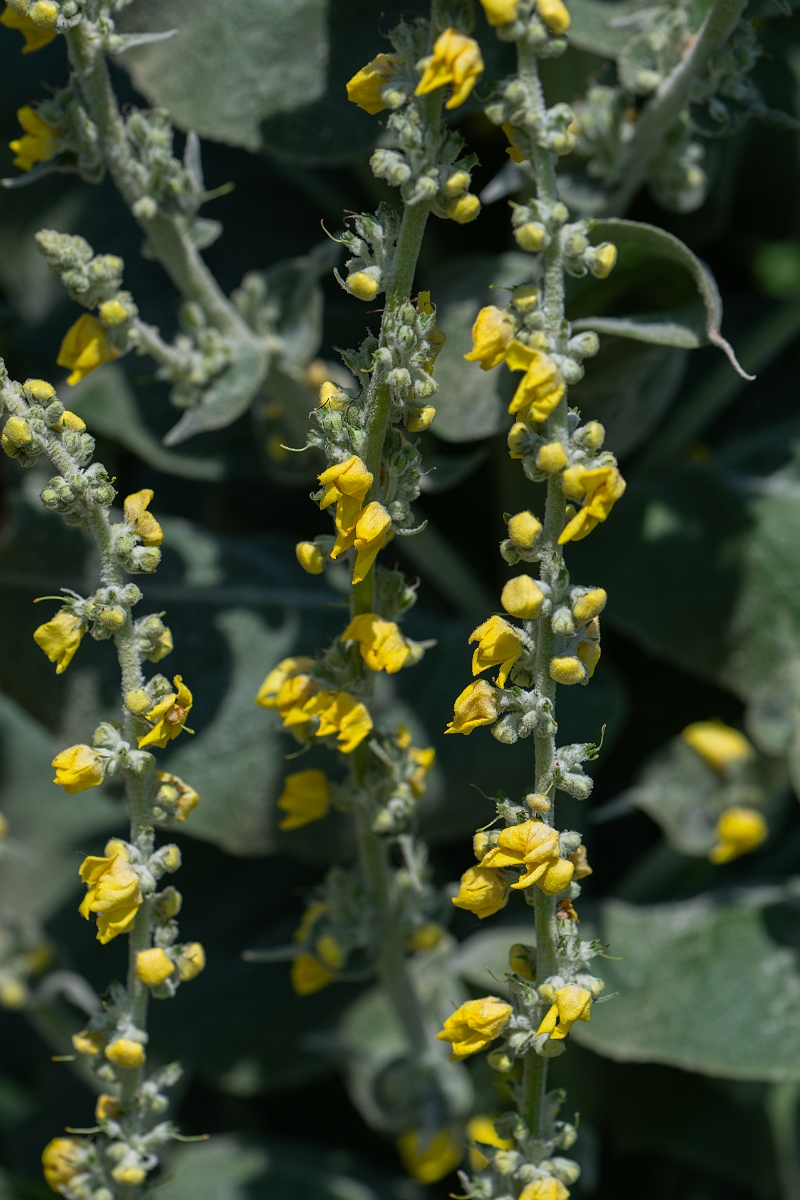 David Plant Photography - Wildlife Photography - Hoary mullein - C.jpg - Hoary mullein - Norfolk