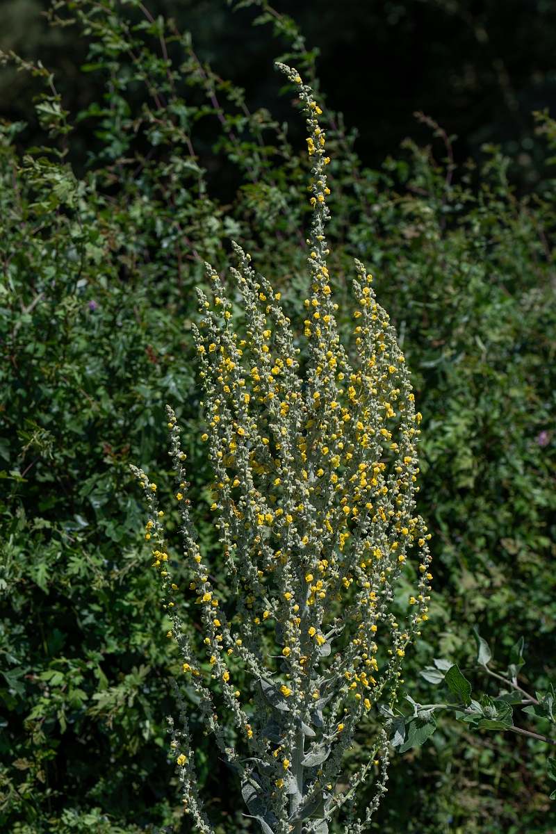 David Plant Photography - Wildlife Photography - Hoary mullein - D.jpg - Hoary mullein - Norfolk