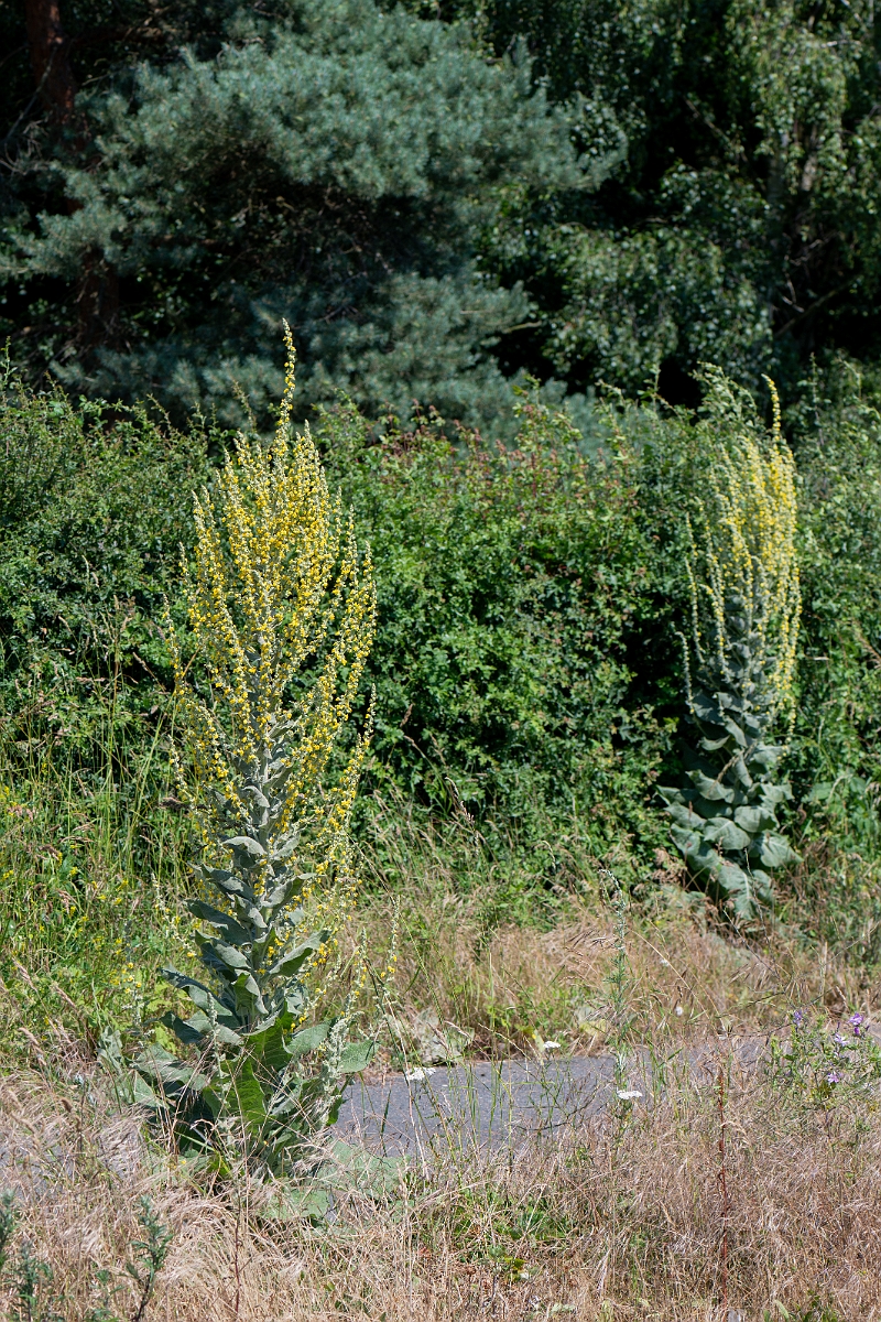 David Plant Photography - Wildlife Photography - Hoary mullein - E.jpg - Hoary mullein - Norfolk
