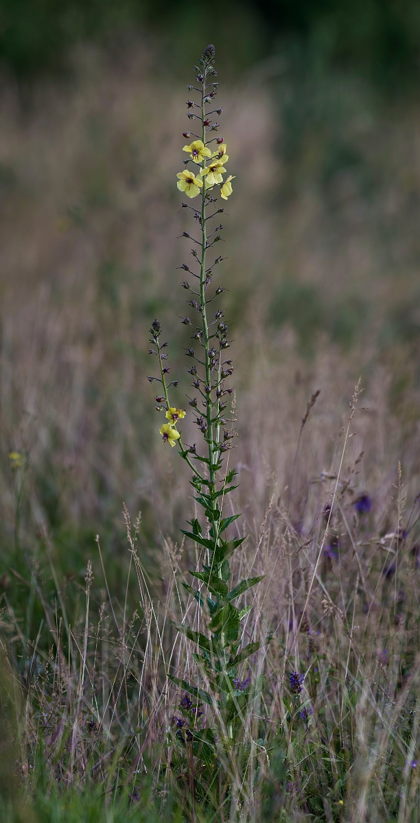 David Plant Photography - Wildlife Photography - Twiggy mullein - A.JPG - Twiggy mullein - Kent