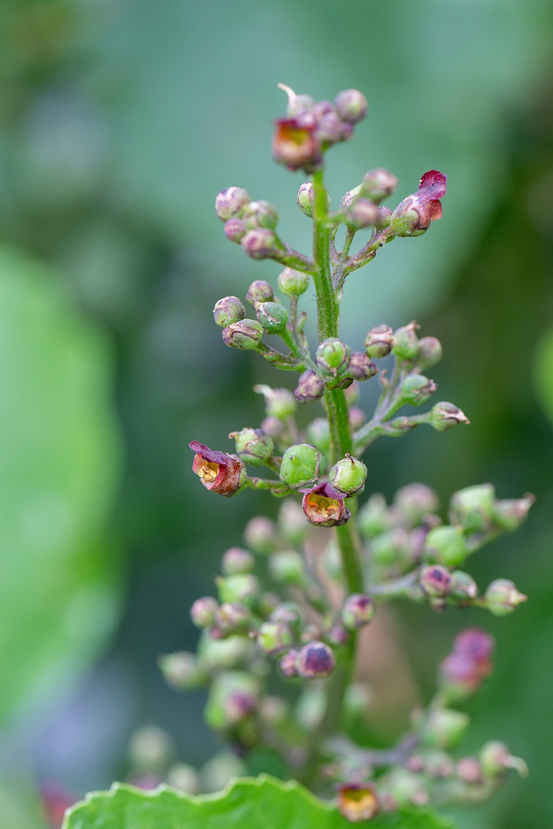 David Plant Photography - Wildlife Photography - Water figwort - B.jpg - Water figwort - Suffolk
