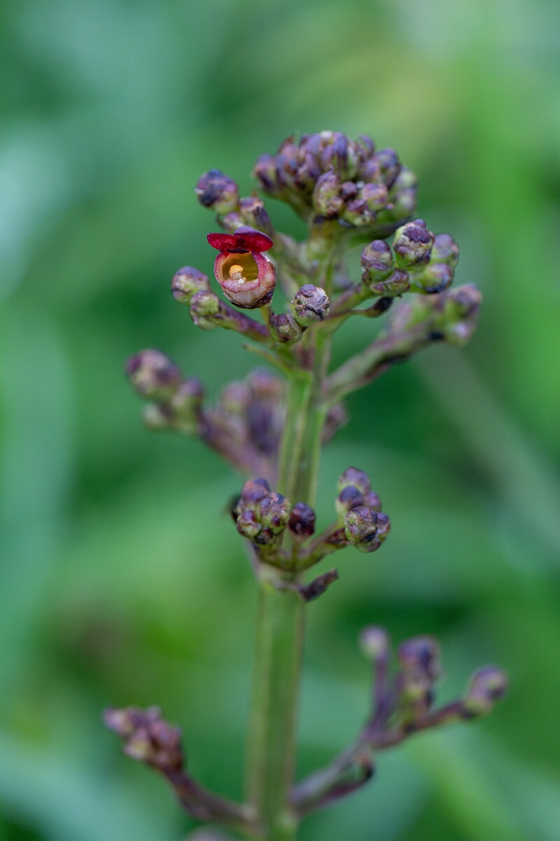 David Plant Photography - Wildlife Photography - Water figwort - C.jpg - Water figwort - Cornwall