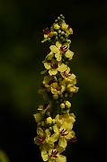 David Plant Photography - Wildlife Photography - Dark mullein - A