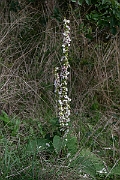 David Plant Photography - Wildlife Photography - Dark mullein - C