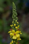 David Plant Photography - Wildlife Photography - Dark mullein - D