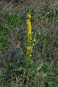 David Plant Photography - Wildlife Photography - Dark mullein - F