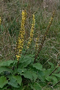 David Plant Photography - Wildlife Photography - Dark mullein - H