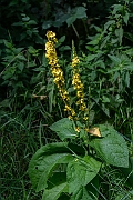 David Plant Photography - Wildlife Photography - Dark mullein - I