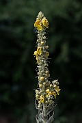 David Plant Photography - Wildlife Photography - Great mullein - A