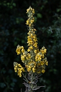 David Plant Photography - Wildlife Photography - Great mullein - B