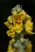 David Plant Photography - Wildlife Photography - Great mullein - C