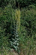 David Plant Photography - Wildlife Photography - Hoary mullein - A