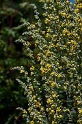 David Plant Photography - Wildlife Photography - Hoary mullein - B