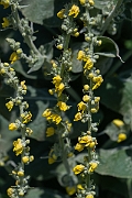 David Plant Photography - Wildlife Photography - Hoary mullein - C