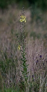 David Plant Photography - Wildlife Photography - Twiggy mullein - A