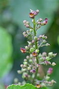 David Plant Photography - Wildlife Photography - Water figwort - B