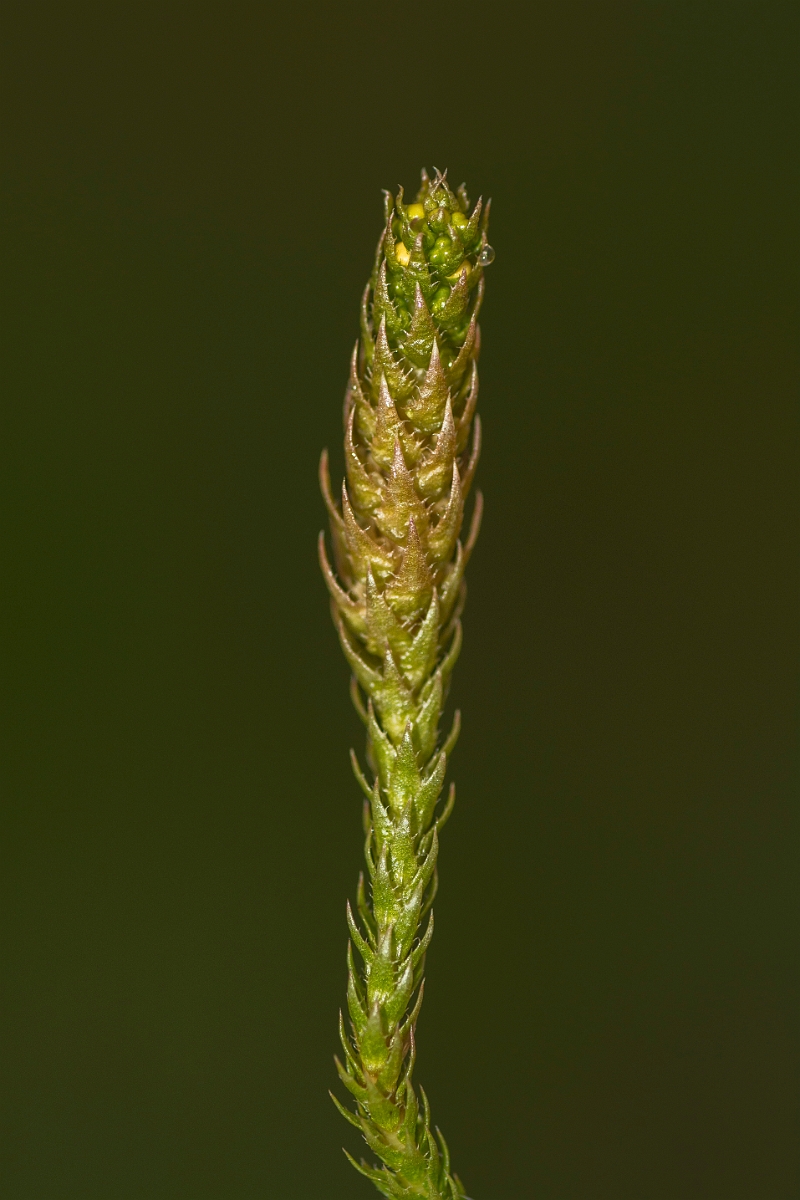 David Plant Photography - Wildlife Photography - Lesser clubmoss - B.jpg - Lesser clubmoss - Perthshire