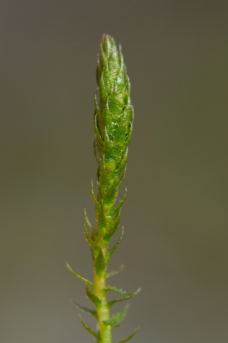 David Plant Photography - Wildlife Photography - Lesser clubmoss - C.JPG - Lesser clubmoss - Perthshire