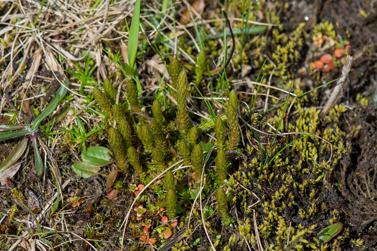 David Plant Photography - Wildlife Photography - Lesser clubmoss - D.JPG - Lesser clubmoss - Perthshire