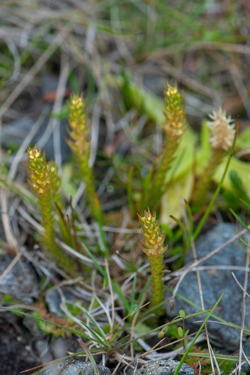 David Plant Photography - Wildlife Photography - Lesser clubmoss - E.JPG - Lesser clubmoss - Perthshire