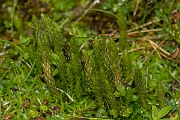 David Plant Photography - Wildlife Photography - Lesser clubmoss - A