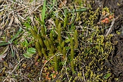 David Plant Photography - Wildlife Photography - Lesser clubmoss - D
