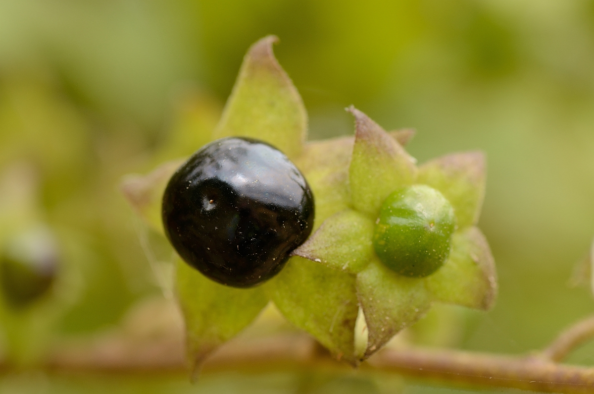 David Plant Photography - Wildlife Photographer - Deadly nightshade - A.jpg - Deadly nightshade fruit - Cambridegshire