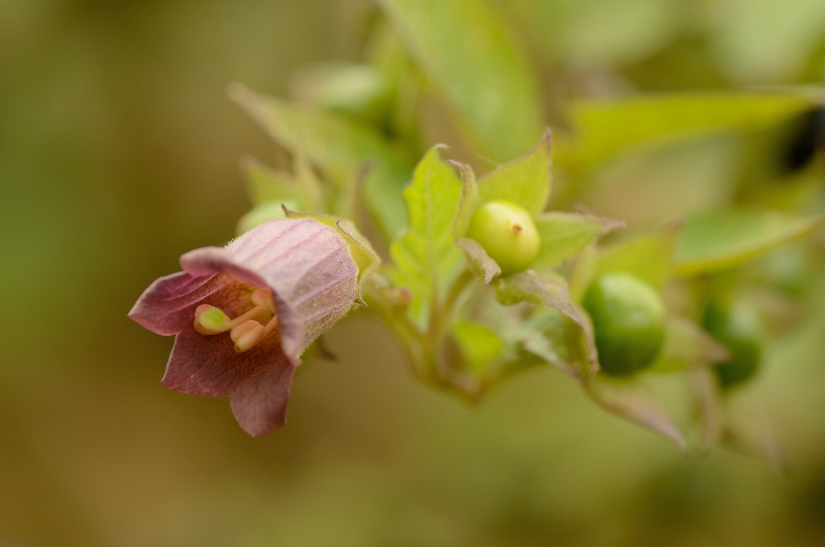 David Plant Photography - Wildlife Photographer - Deadly nightshade - B.jpg - Deadly nightshade flower - Cambridegshire