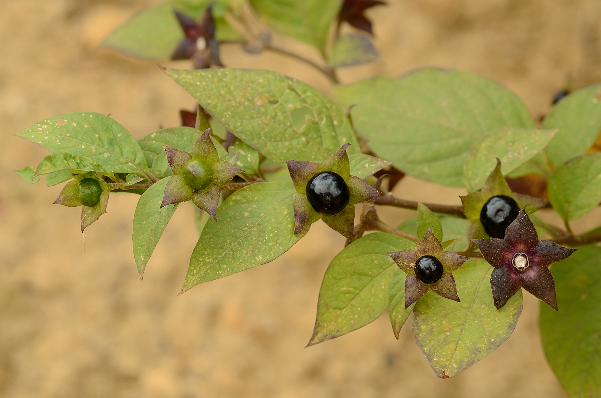 David Plant Photography - Wildlife Photographer - Deadly nightshade - C.jpg - Deadly nightshade fruits - Cambridegshire